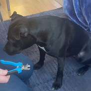 Nail trimming