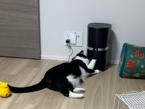 雨の日は食欲マシマシ？ボタンでおしゃべりするAva＆Gaiaのシッター日記①🐾