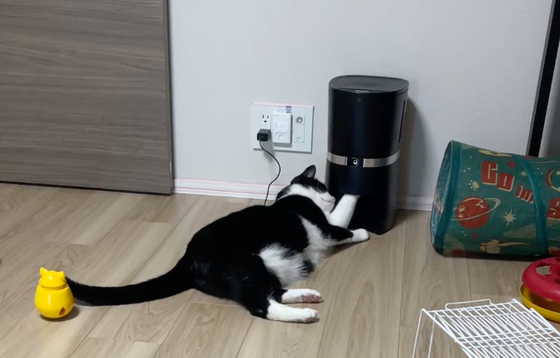 雨の日は食欲マシマシ？ボタンでおしゃべりするAva＆Gaiaのシッター日記①🐾