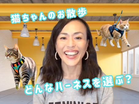 ハーネス選びから始めよう！～猫が安心して歩ける準備とは？～