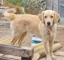 Alenah Golden Retriever
