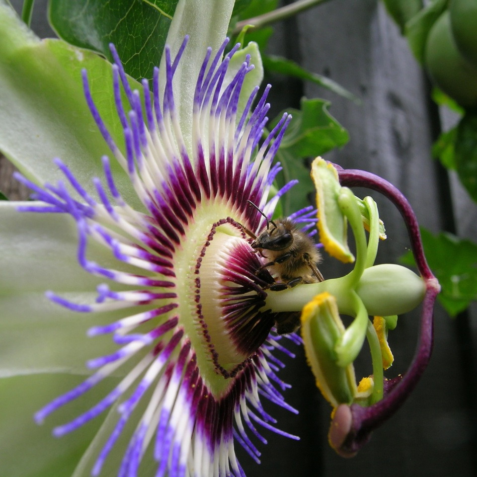 Passiflora-edulis-a-bee-doing-its-thing.JPG
