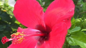 'Peaceful Crimson' by Ray Seput Meza