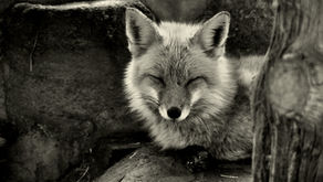 Photography by Marc J Lugo
