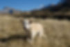Hundesenior Chipo in den Bergen unterwegs