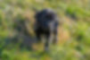 Labrador Welpe Jack im Gras