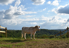 La vache Blondie au Sanctuaire La Garie