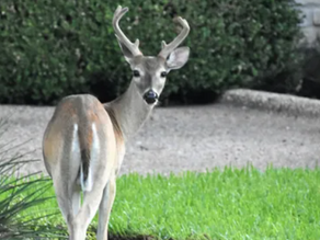 Deer: The city’s actions