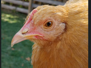 City chickens are here