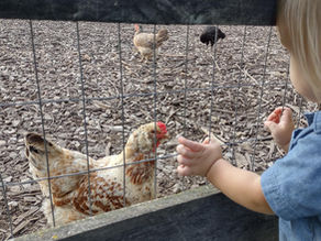 Update on backyard chickens