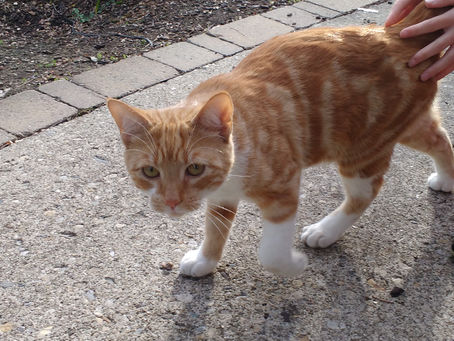 Cats and spooky walks