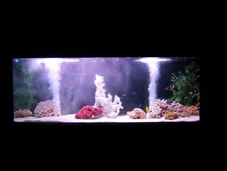Les aquariums