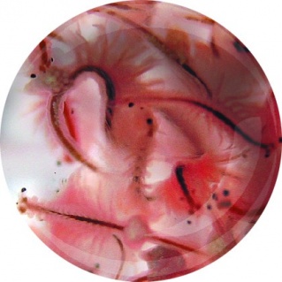 Artemia salina