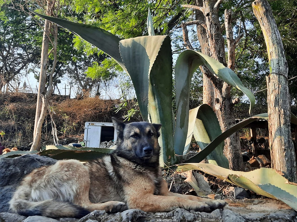 Thumbnail: El Lobo de la Sierra Maximiliana