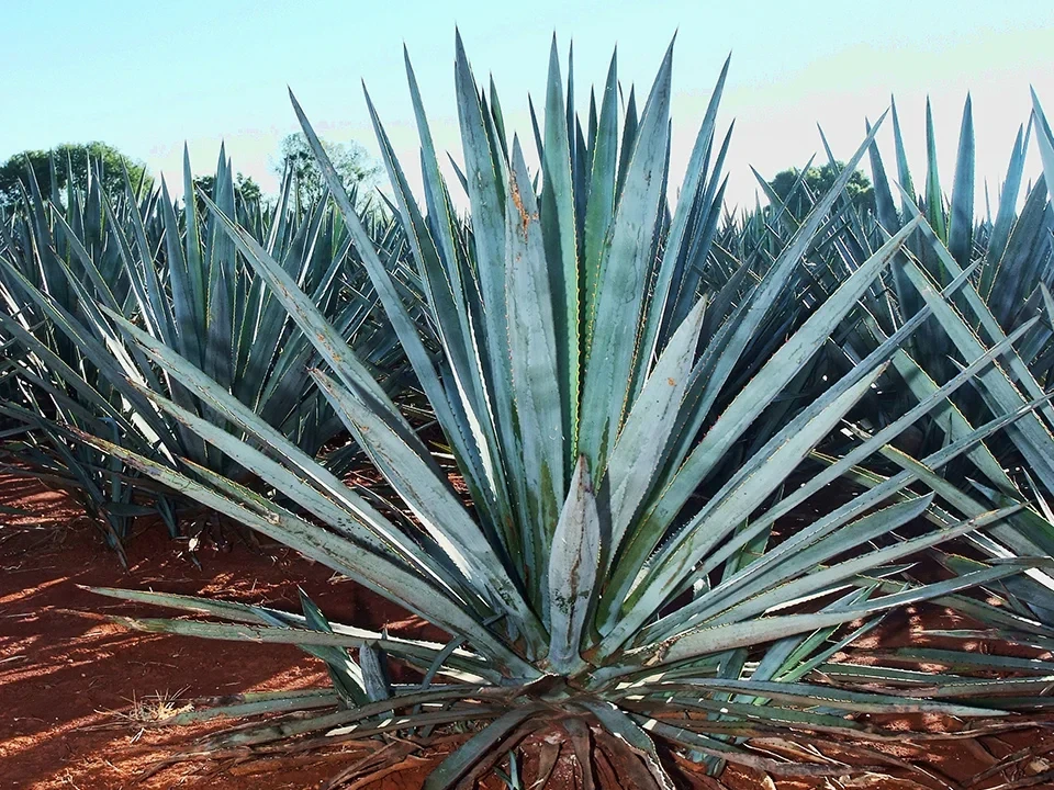 Thumbnail: Fidencio Tequilana