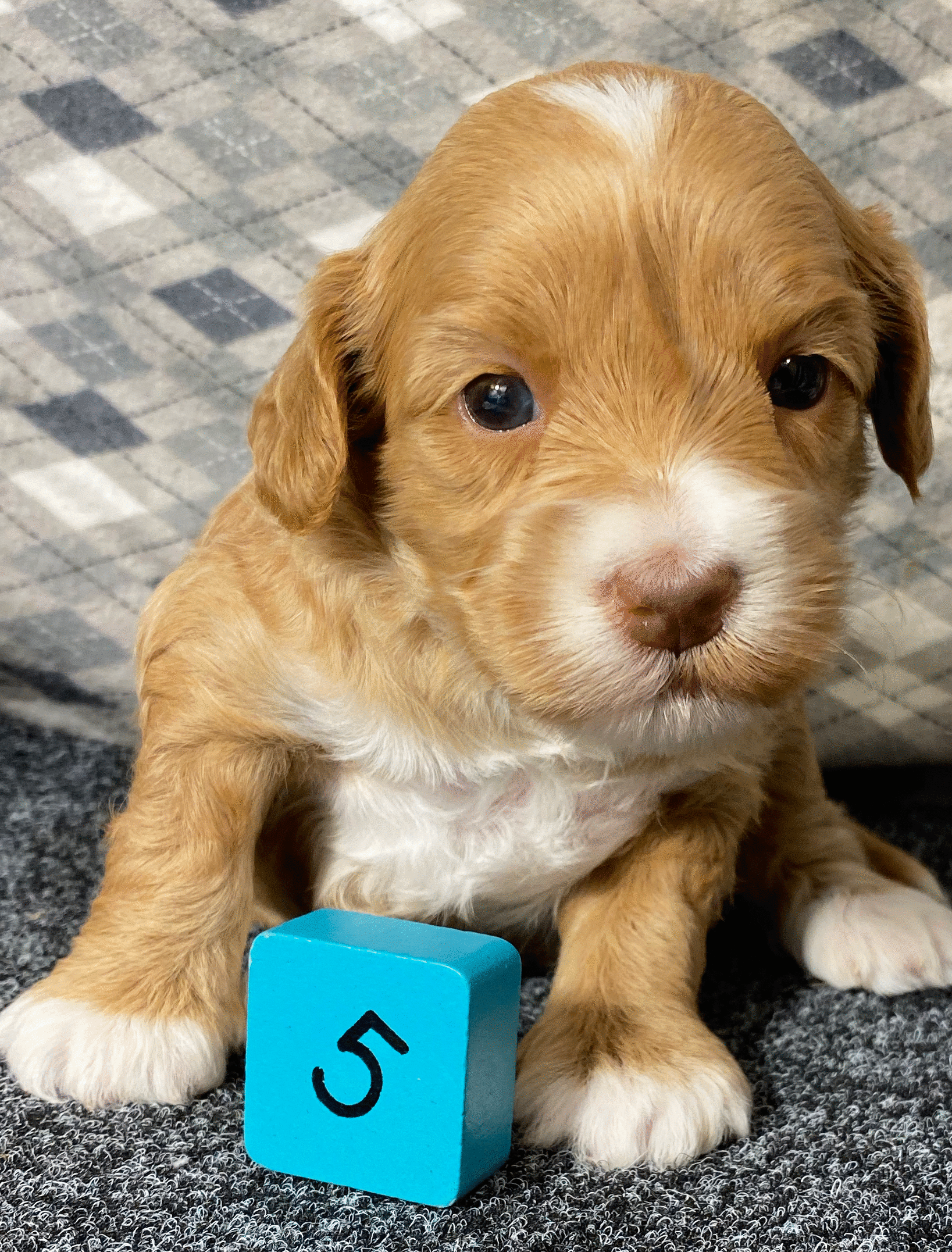 D45.gif