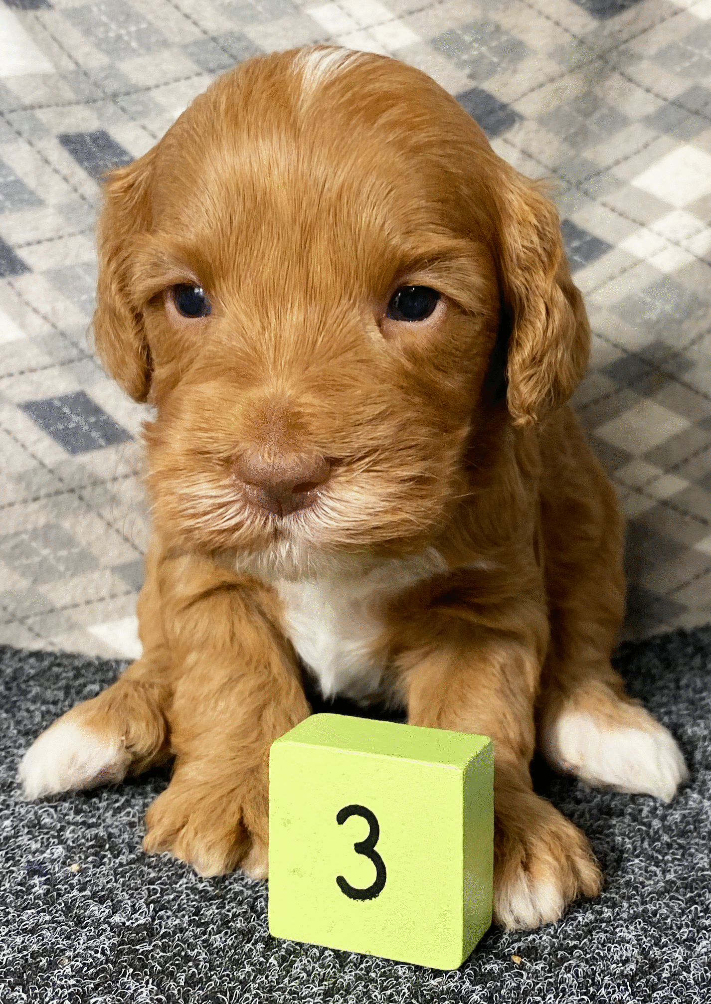 D43.gif