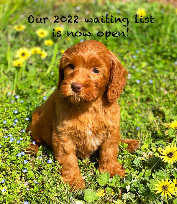 waitlist-open-2022 3.jpeg