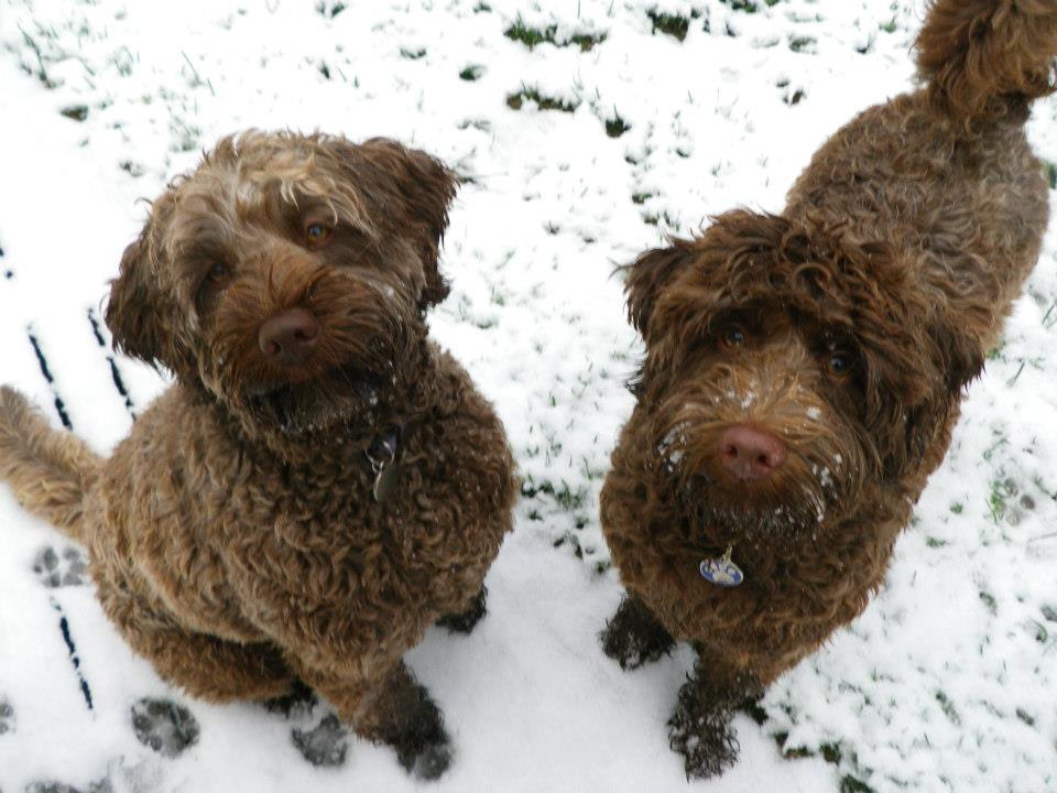 Coco & Pepper Blue Mts