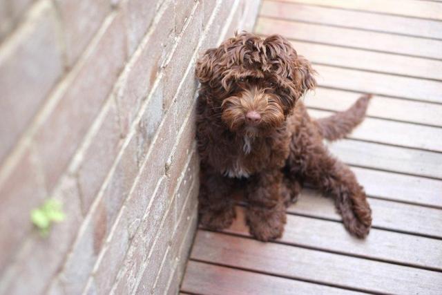 Millie in Sydney