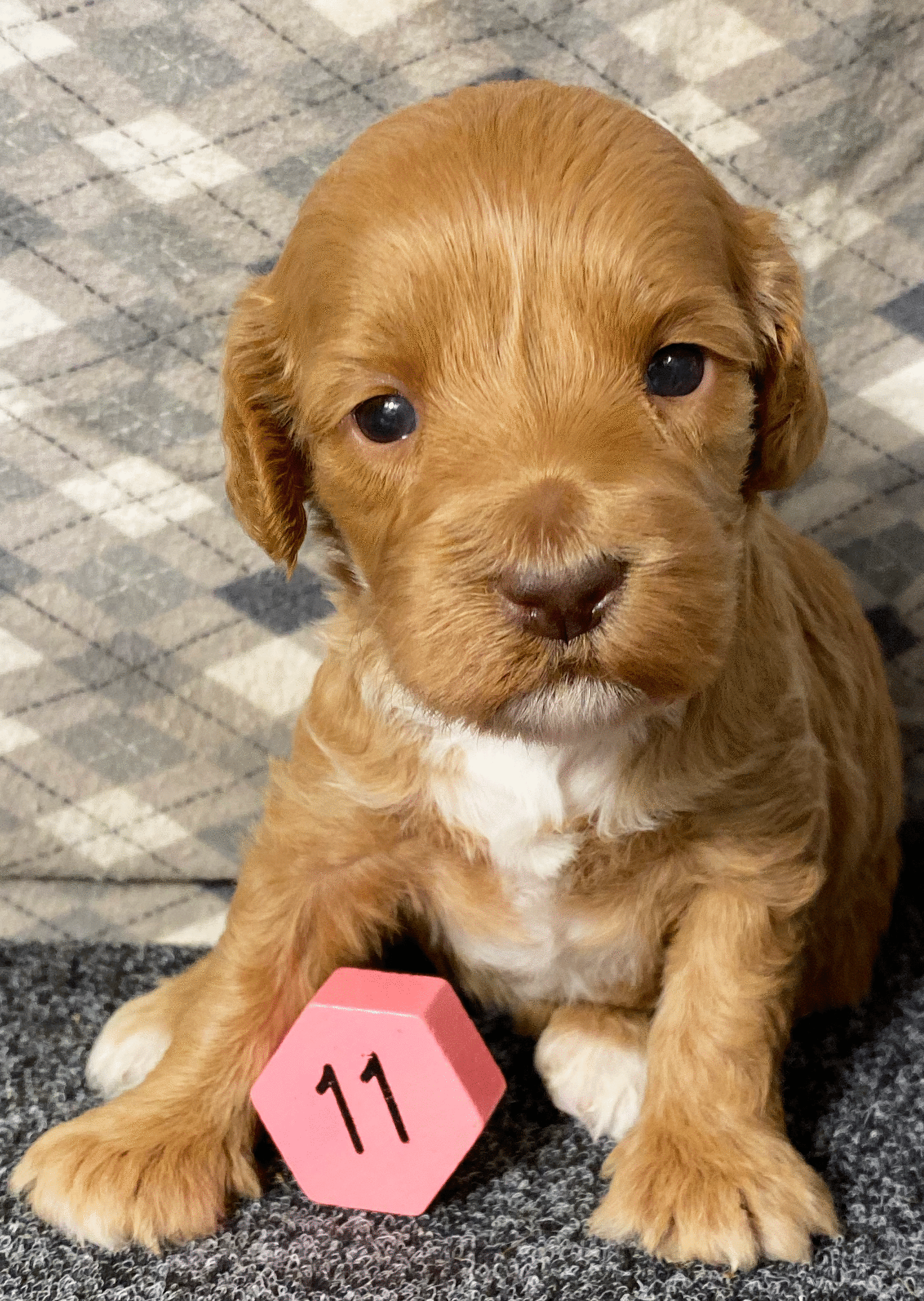 D4111.gif