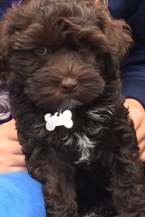 Maisie B in Syd