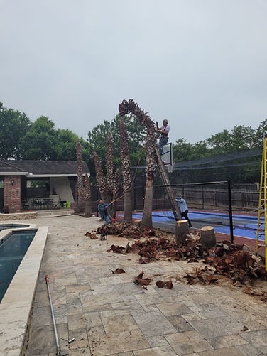 tree trimming and removal 2.jpg