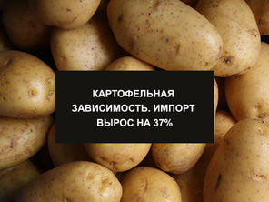 КАРТОФЕЛЬНАЯ ЗАВИСИМОСТЬ. ИМПОРТ ВЫРОС НА 37%