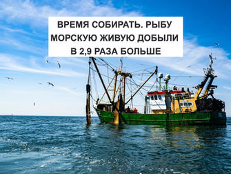 ВРЕМЯ СОБИРАТЬ. РЫБУ МОРСКУЮ ЖИВУЮ ДОБЫЛИ В 2,9 РАЗА БОЛЬШЕ