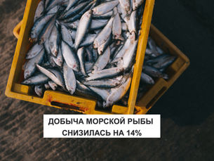 ДОБЫЧА МОРСКОЙ РЫБЫ СНИЗИЛАСЬ НА 14%