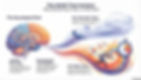 Illustration of ADHD time perception. Brain image and two zones: relaxed "Not Now" and urgent "Now" with rushing figure, clocks, and swirling colors.