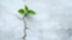 Green plant sprouting through a cracked gray concrete surface, symbolizing resilience and growth. Bright, fresh leaves contrast the rough texture.