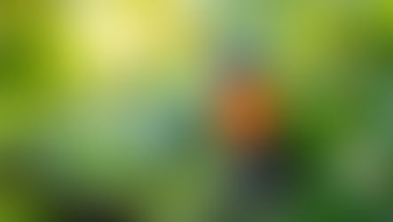 Lorikeet Emerges From Stealth With $5 Million Seed Funding