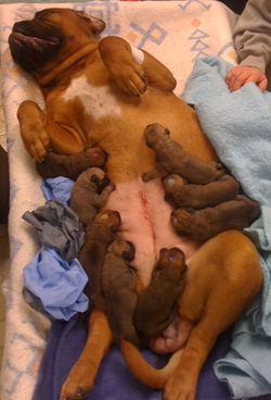 Bullmastiff Litter