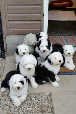 Old English Sheepdog Litter