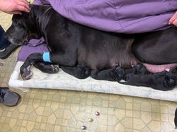 Great Dane Litter
