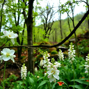 NATURE, SPRING, GREEN, PENNSYLVANIA.jpg