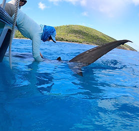 Casselberry_TigerShark_TailRope - Andrew Danylchuk_1x1.jpg