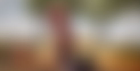 When life gives you pumpkins, make pie!