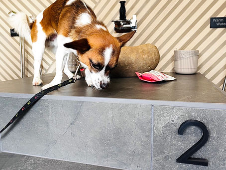 Μια απρόσμενη επίσκεψη