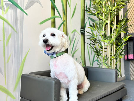 Ο Φιντέλ και η μέρα περιποίησής του