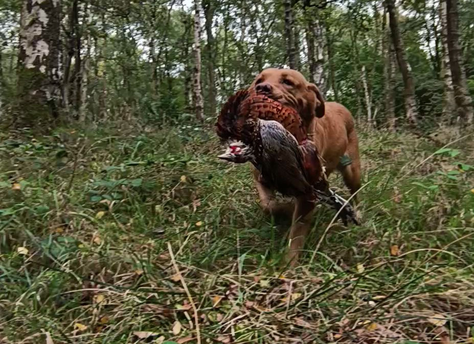 Lovely retrieve of a pheasant