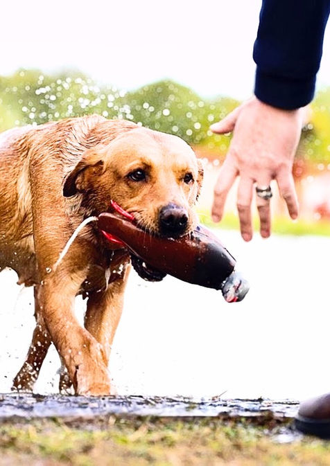 Rubys Hope of Brambernach at the North East Dog Festival