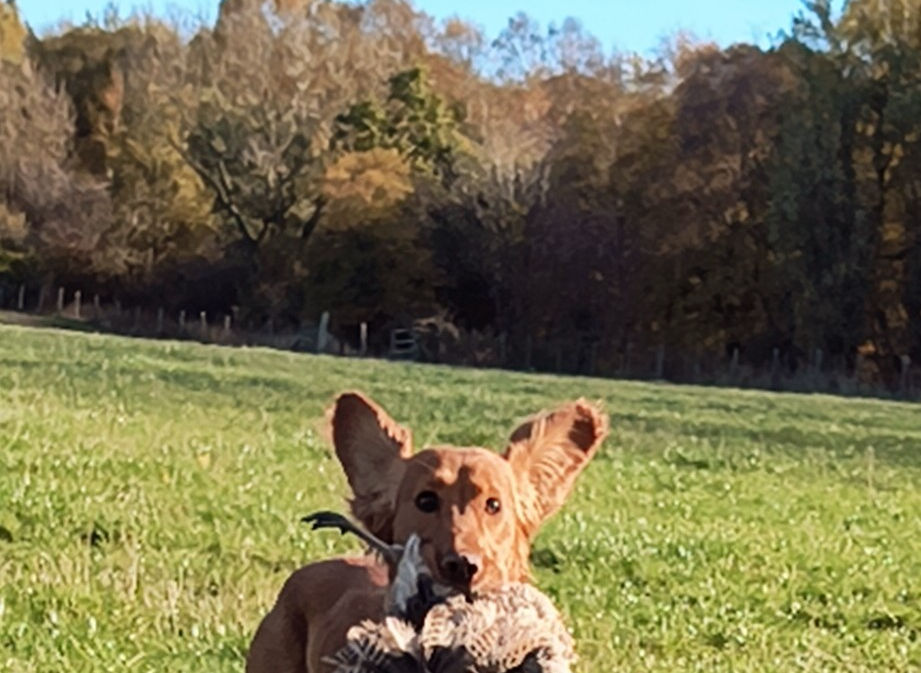 Nells Best Buddy Of Brambernach on a retrieve