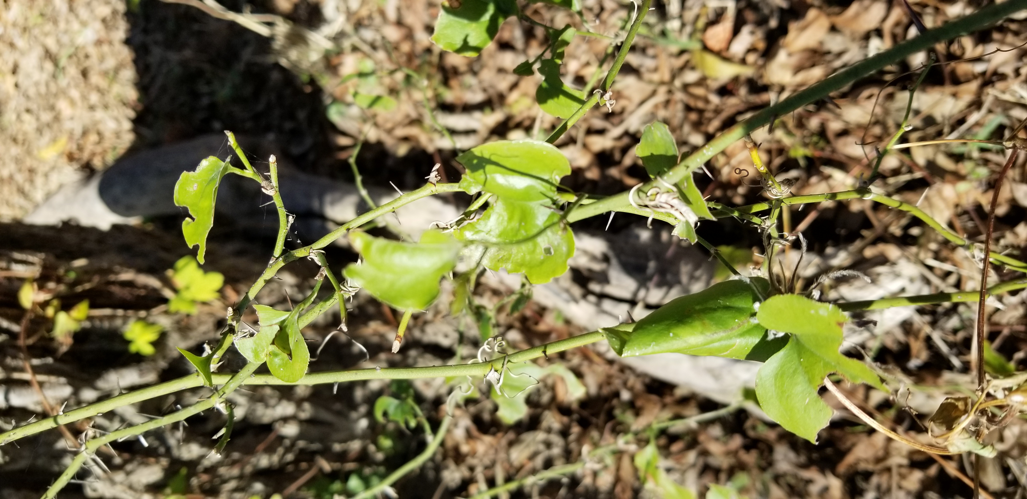 WARNING Poison Ivy