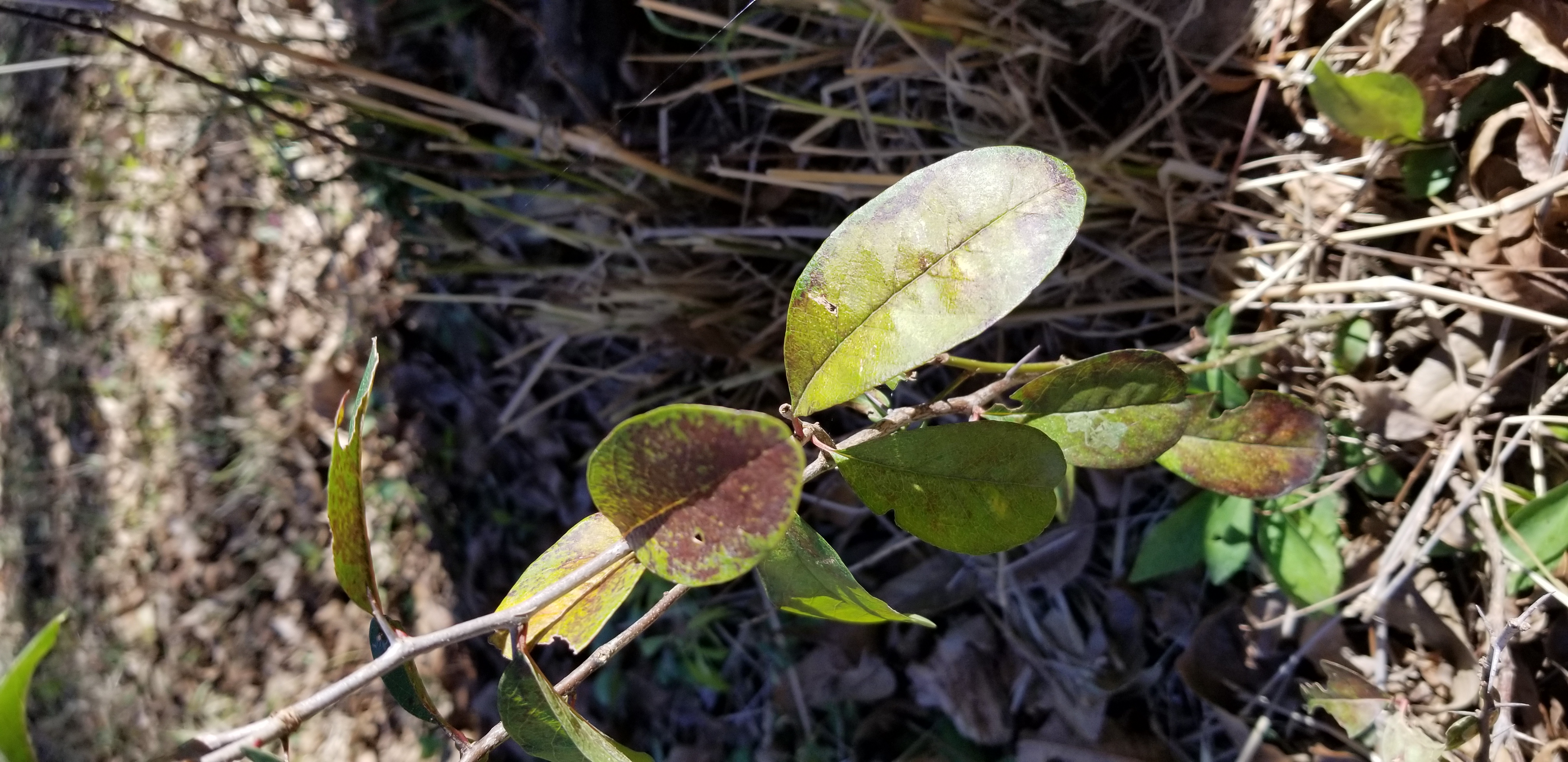WARNING Poison Oak
