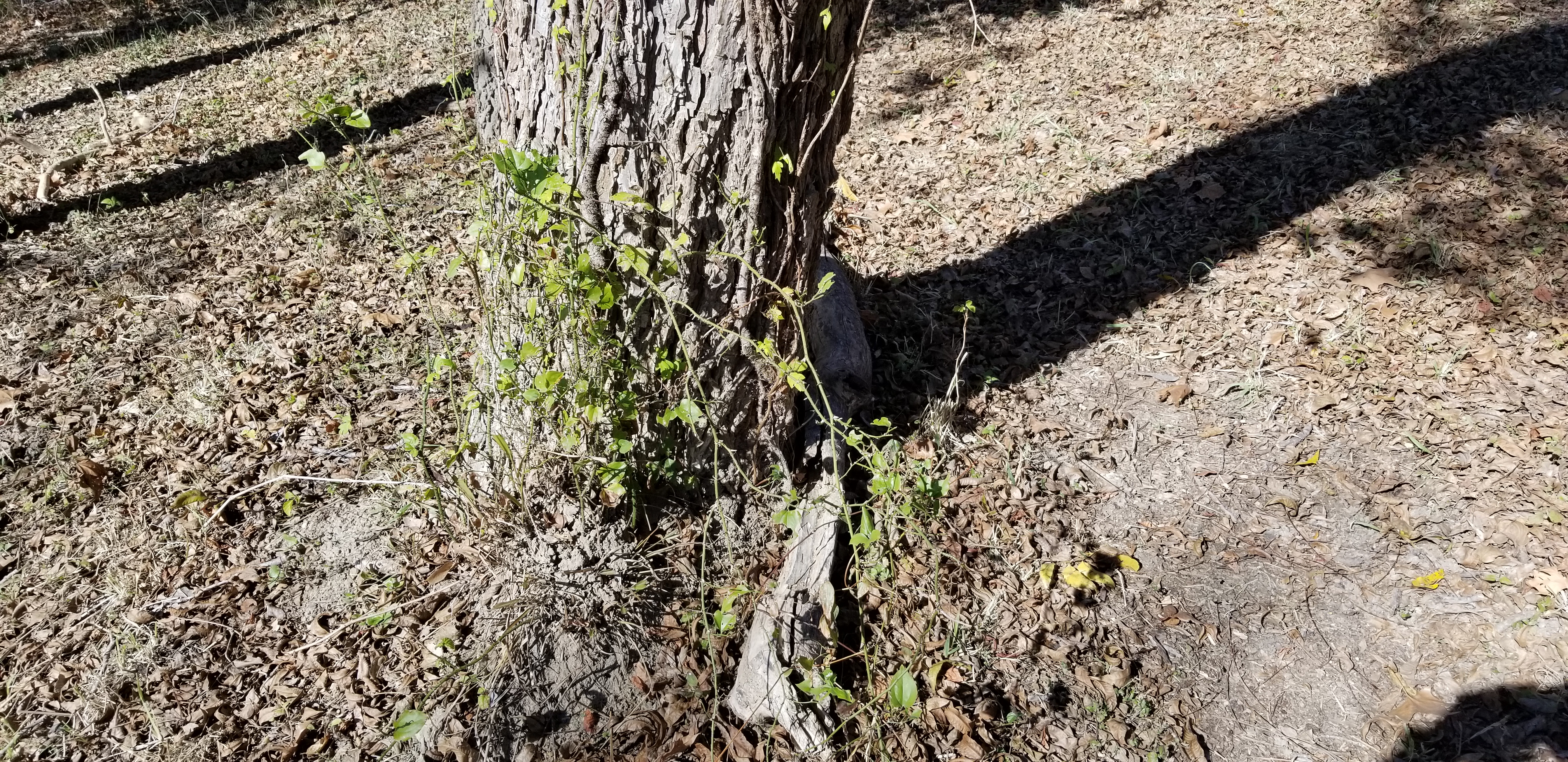 WARNING Poison on Trees