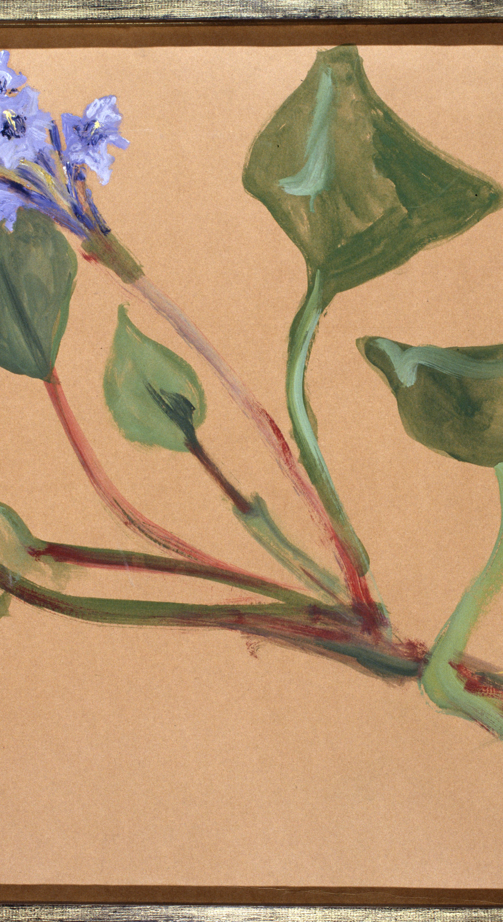 FLOR DE CAMALOTE.