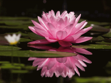 Beautiful Lotus Flower!.gif