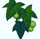 5kukui2_edited.jpg